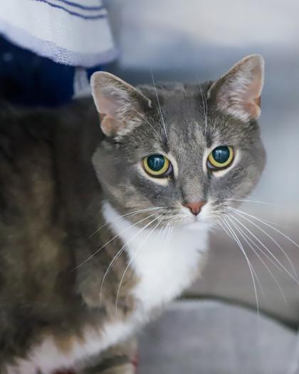 Enlarge Charlotte, a Adoptable Domestic Short Hair in West Seneca, NY image 3/3
