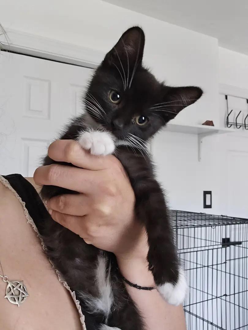 Riot, Adoptable, Young Female Tuxedo.