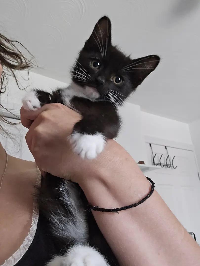 Enlarge Riot, a Adoptable Tuxedo in Ashton, ON image 3/3