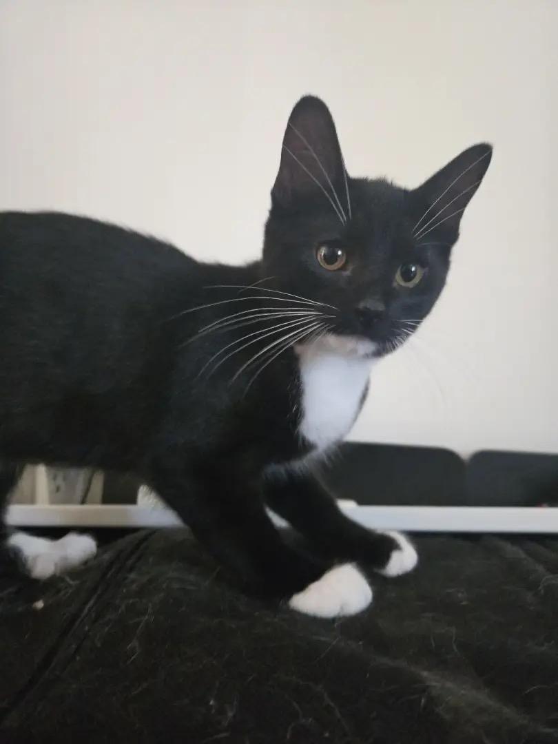 Enlarge Riot, a Adoptable Tuxedo in Ashton, ON image 2/3