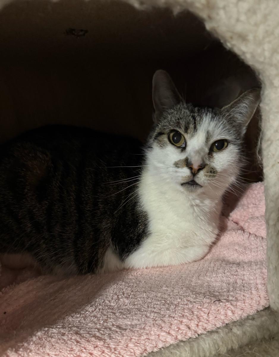 Pearl, a ADOPTABLE Domestic Short Hair in Temecula, CA image 2/2