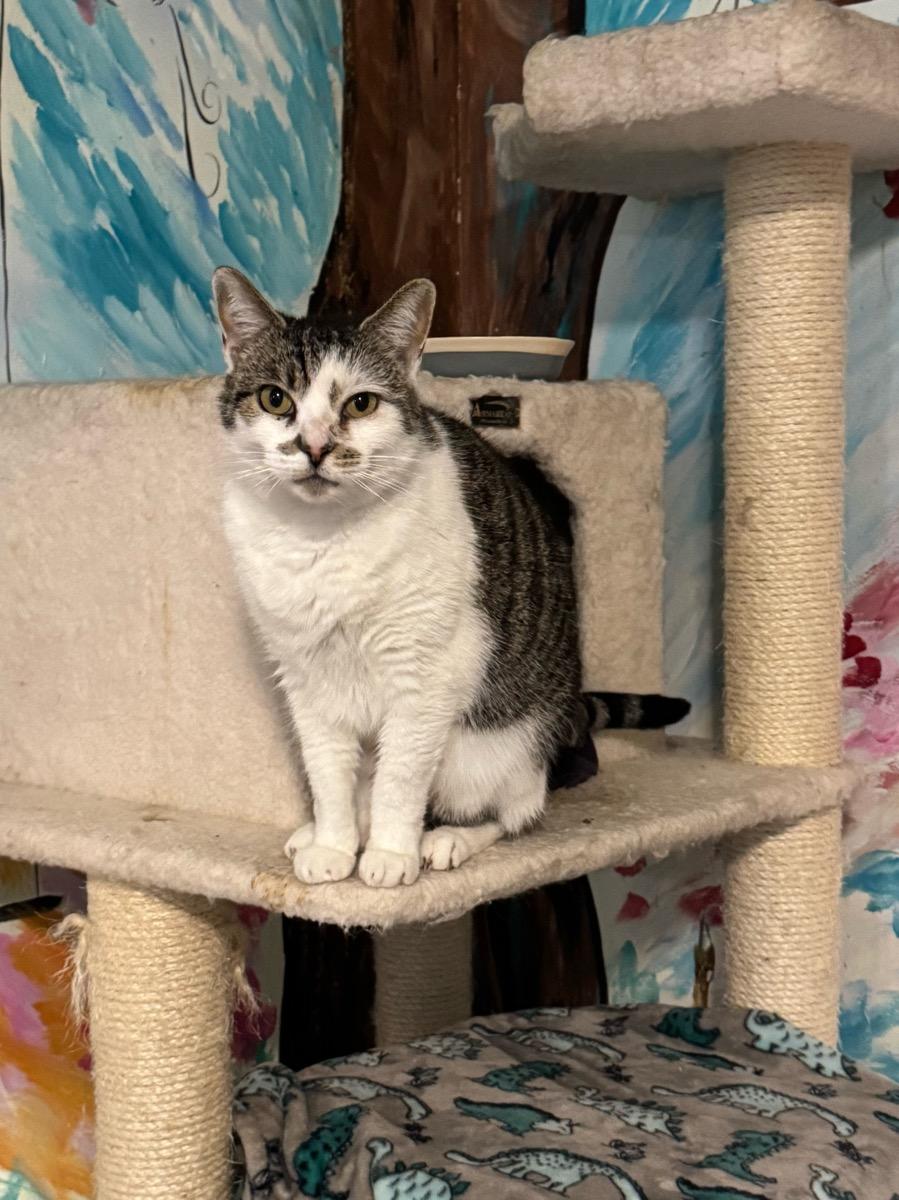 Pearl, ADOPTABLE, Adult Female Domestic Short Hair.