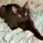 Jumpin' Jack Flash, Adoptable, Adult Male Domestic Short Hair.