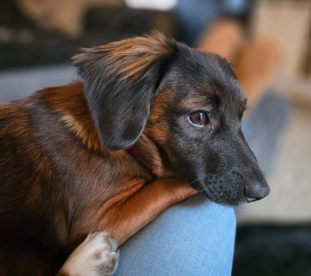 Enlarge Brownie, a Adoptable mixed breed in West Bloomfield, MI image 2/6