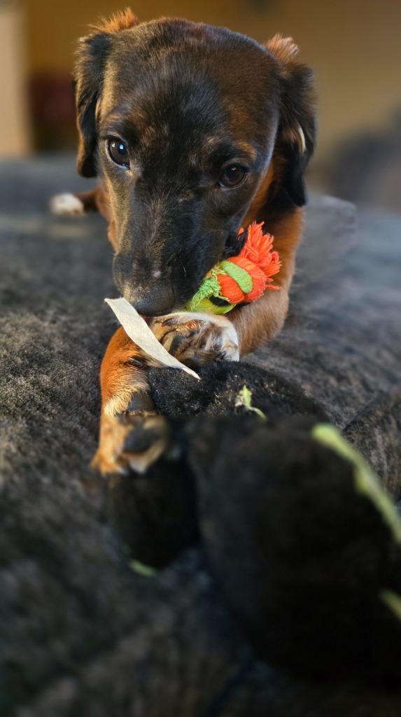 Enlarge Brownie, a Adoptable mixed breed in West Bloomfield, MI image 3/6