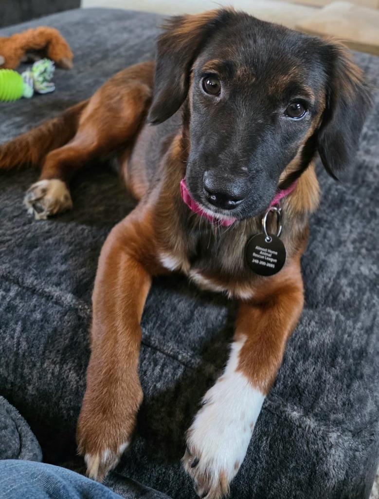 Enlarge Brownie, a Adoptable mixed breed in West Bloomfield, MI image 4/6