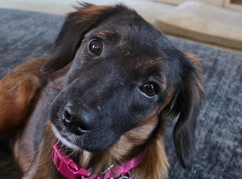 Enlarge Brownie, a Adoptable mixed breed in West Bloomfield, MI image 5/6