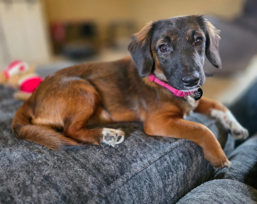 Enlarge Brownie, a Adoptable mixed breed in West Bloomfield, MI image 6/6