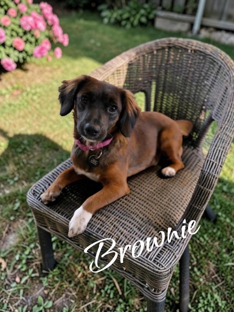 Enlarge Brownie, a Adoptable mixed breed in West Bloomfield, MI image 6/6