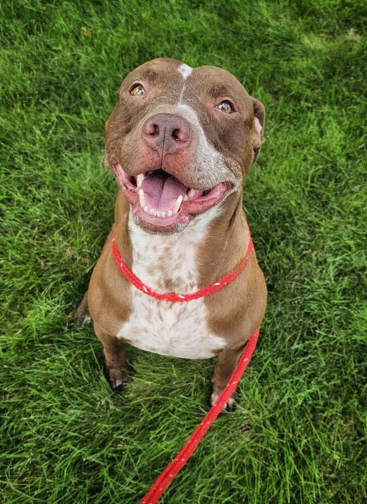 AC Chevy, Adoptable, Adult Male Pit Bull Terrier & Labrador Retriever.