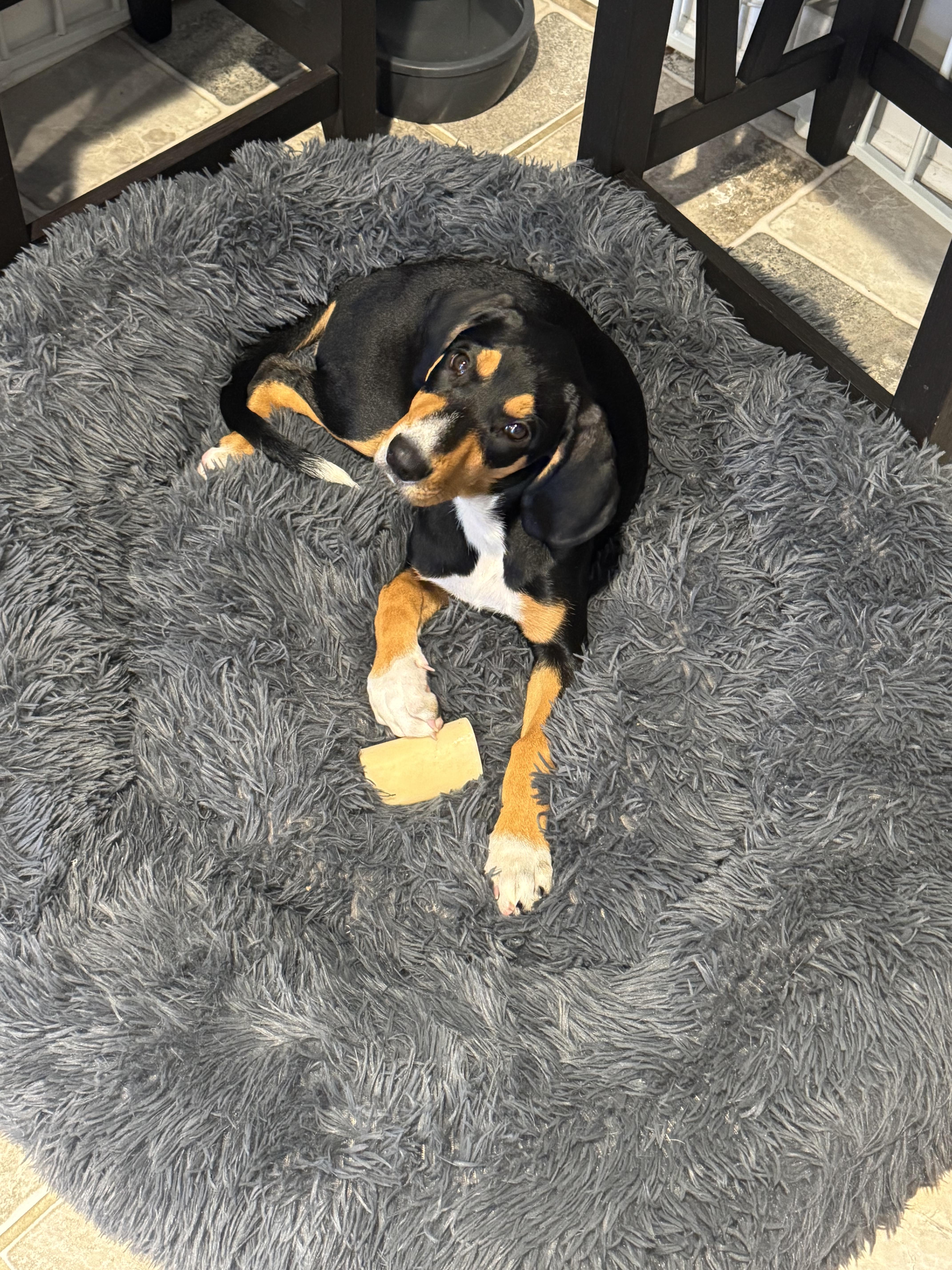 Sable, Adoptable, Puppy Female Hound & English Pointer.