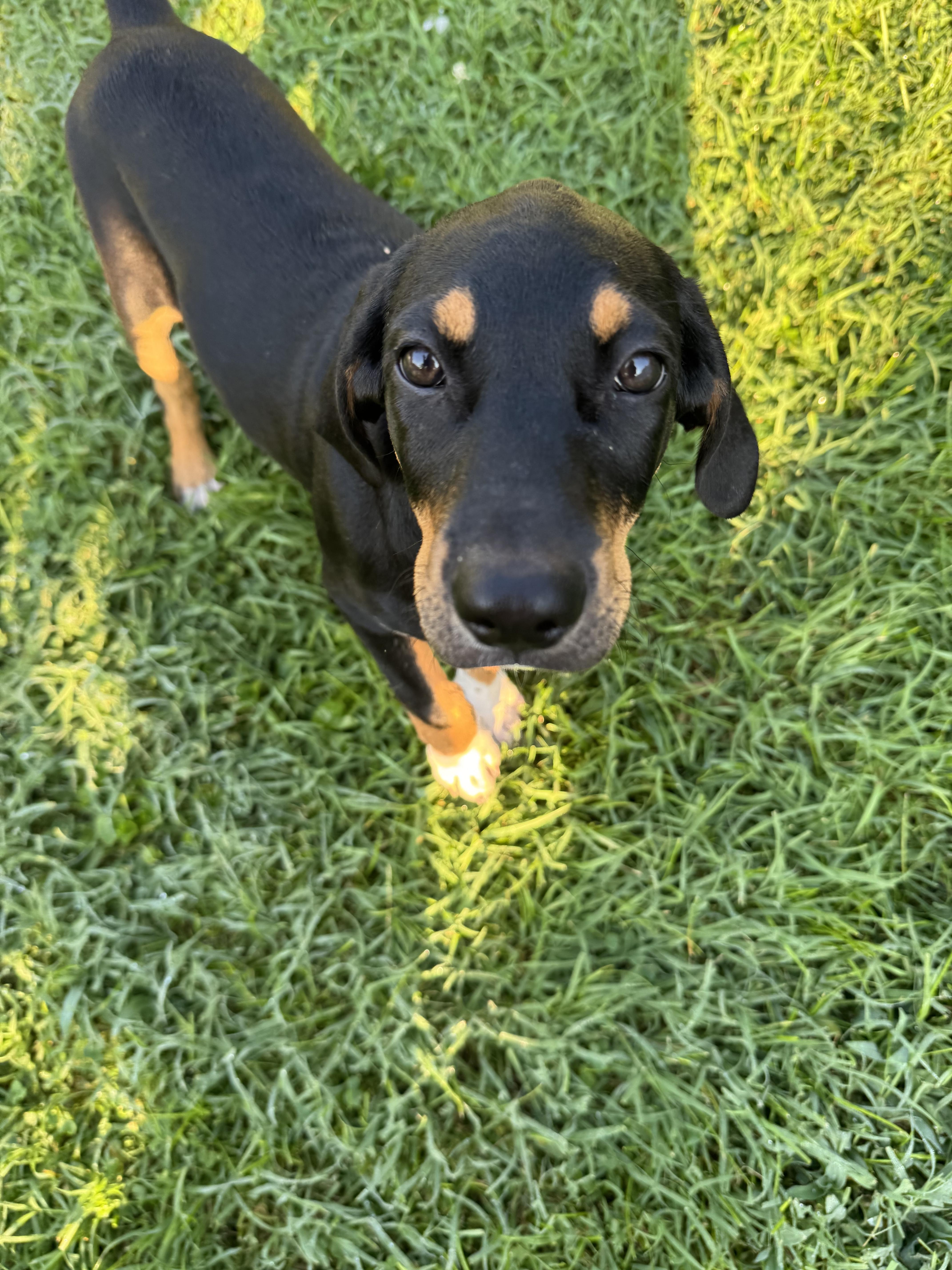 Sable, a Adoptable mixed breed in Stuarts Draft, VA image 3/3