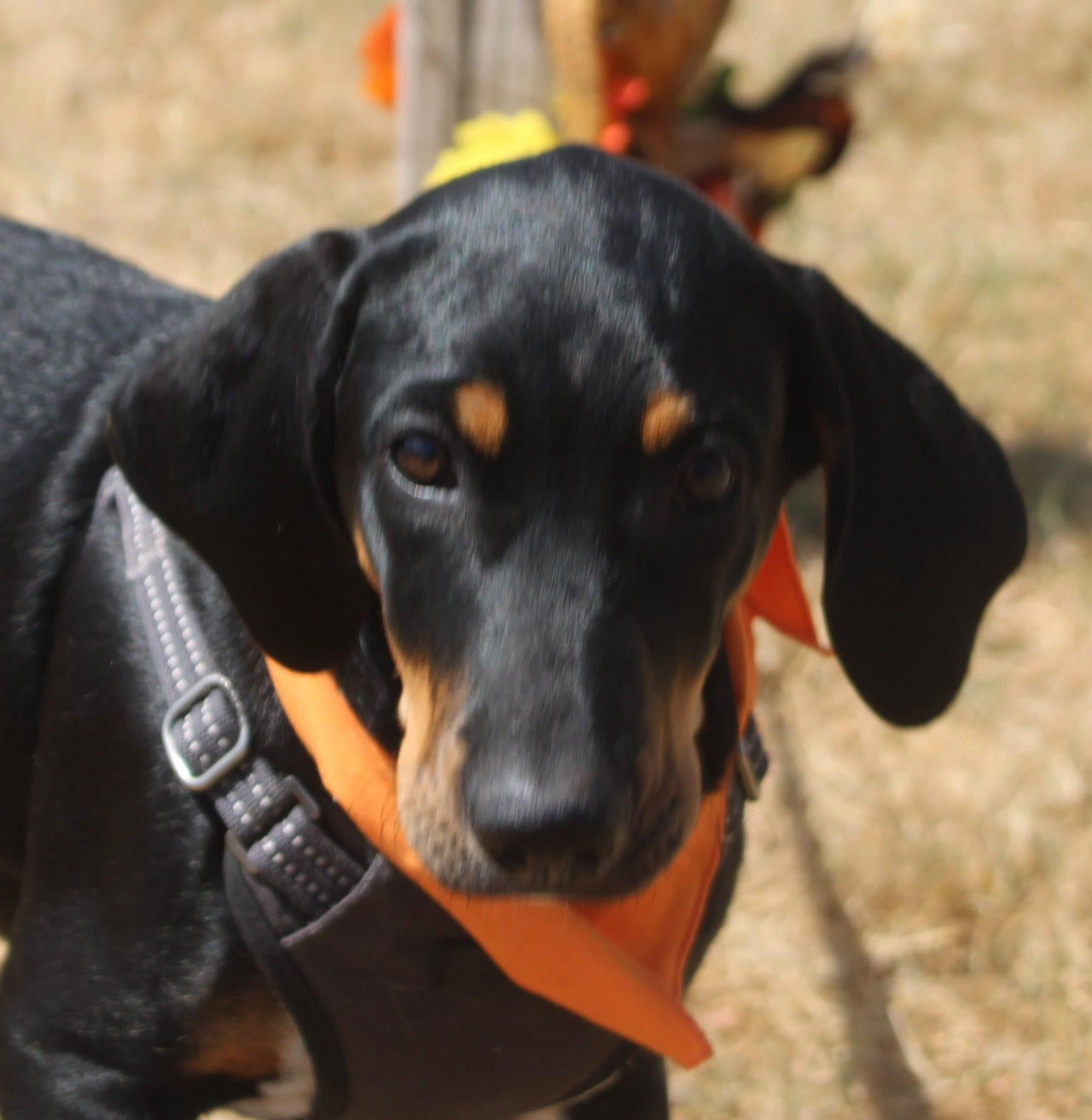 Sable, a Adoptable mixed breed in Stuarts Draft, VA image 1/3
