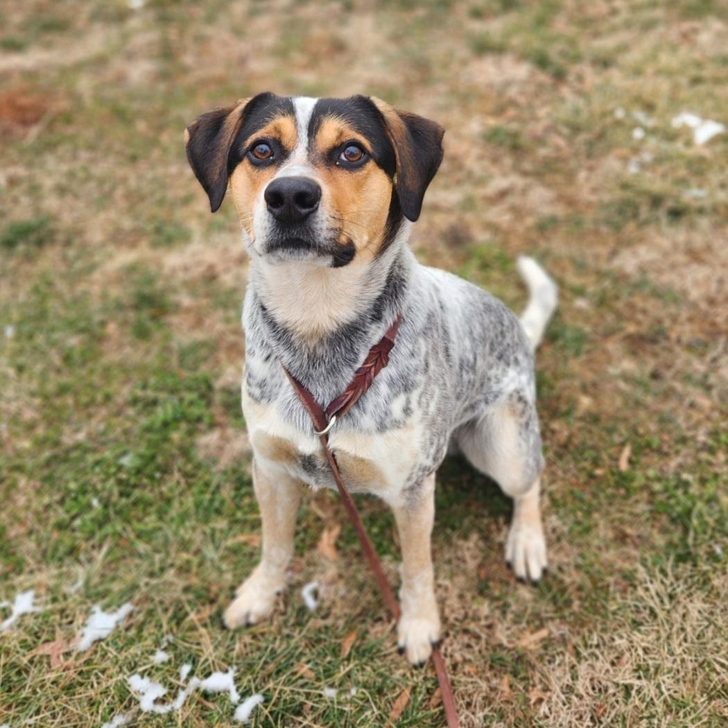 Enlarge Jacob, a ADOPTABLE Bluetick Coonhound in Stanley, VA image 2/2