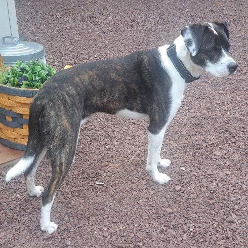 Charlie Lower Fee! In PA!, adopted, Adult Male Hound.