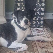 Enlarge Charlie Lower Fee! In PA!, an adopted mixed breed in Locust Fork, AL image 2/3