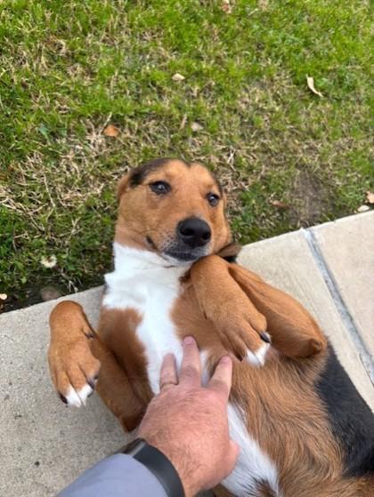 Enlarge Winchester, a Adoptable mixed breed in Irving, TX image 1/1