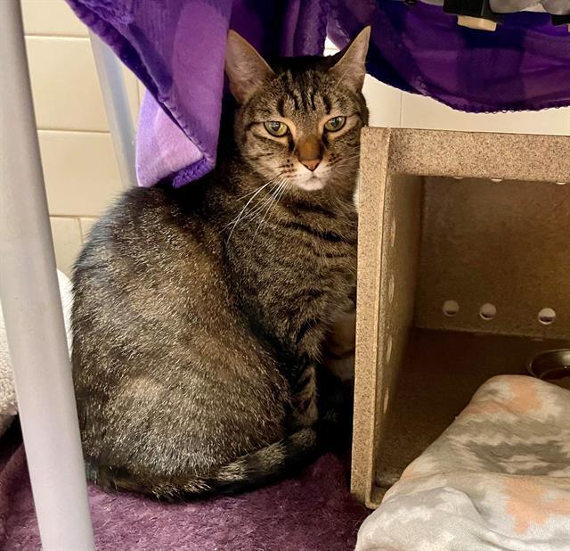 CHAI, Adoptable, Adult Female Domestic Short Hair.