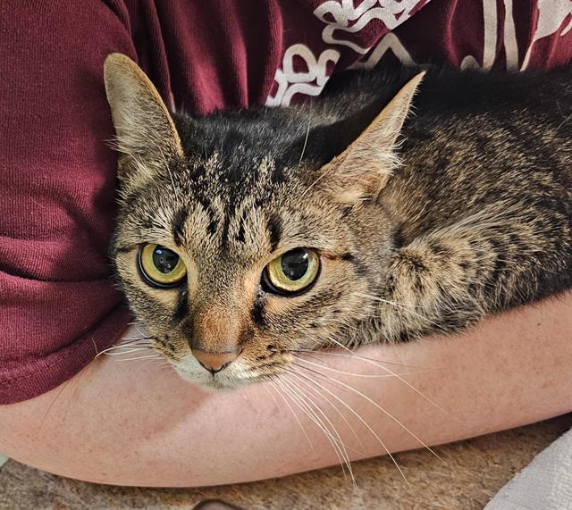 Enlarge CHAI, a Adoptable Domestic Short Hair in Clyde, NC image 1/1