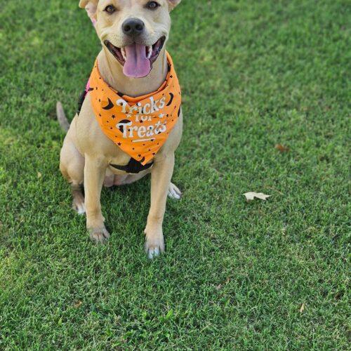 Enlarge Serafina, a Adoptable Pit Bull Terrier in Broken Arrow, OK image 1/6