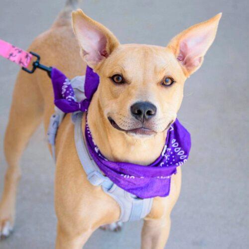 Enlarge Serafina, a Adoptable Pit Bull Terrier in Broken Arrow, OK image 2/6