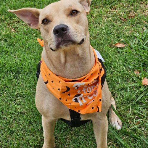 Enlarge Serafina, a Adoptable Pit Bull Terrier in Broken Arrow, OK image 3/6