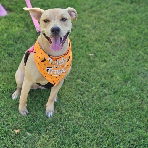 Enlarge Serafina, a Adoptable Pit Bull Terrier in Broken Arrow, OK image 4/6