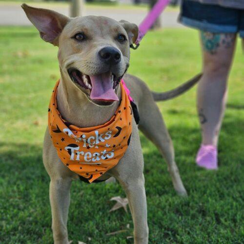 Enlarge Serafina, a Adoptable Pit Bull Terrier in Broken Arrow, OK image 5/6