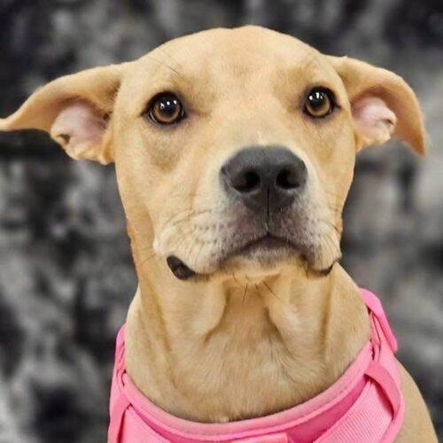 Enlarge Serafina, a Adoptable Pit Bull Terrier in Broken Arrow, OK image 6/6