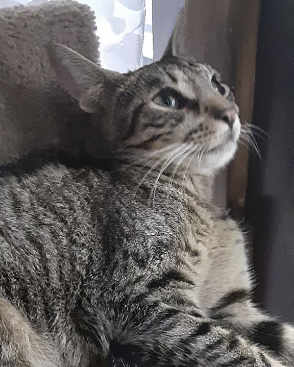 Enlarge Nancy, a Adoptable Domestic Short Hair in Rochester, NY image 1/1