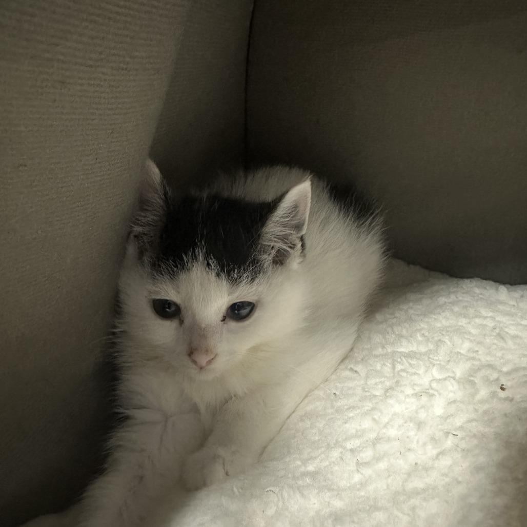 Enlarge Satin, a Adoptable Domestic Medium Hair in Opelika, AL image 3/3