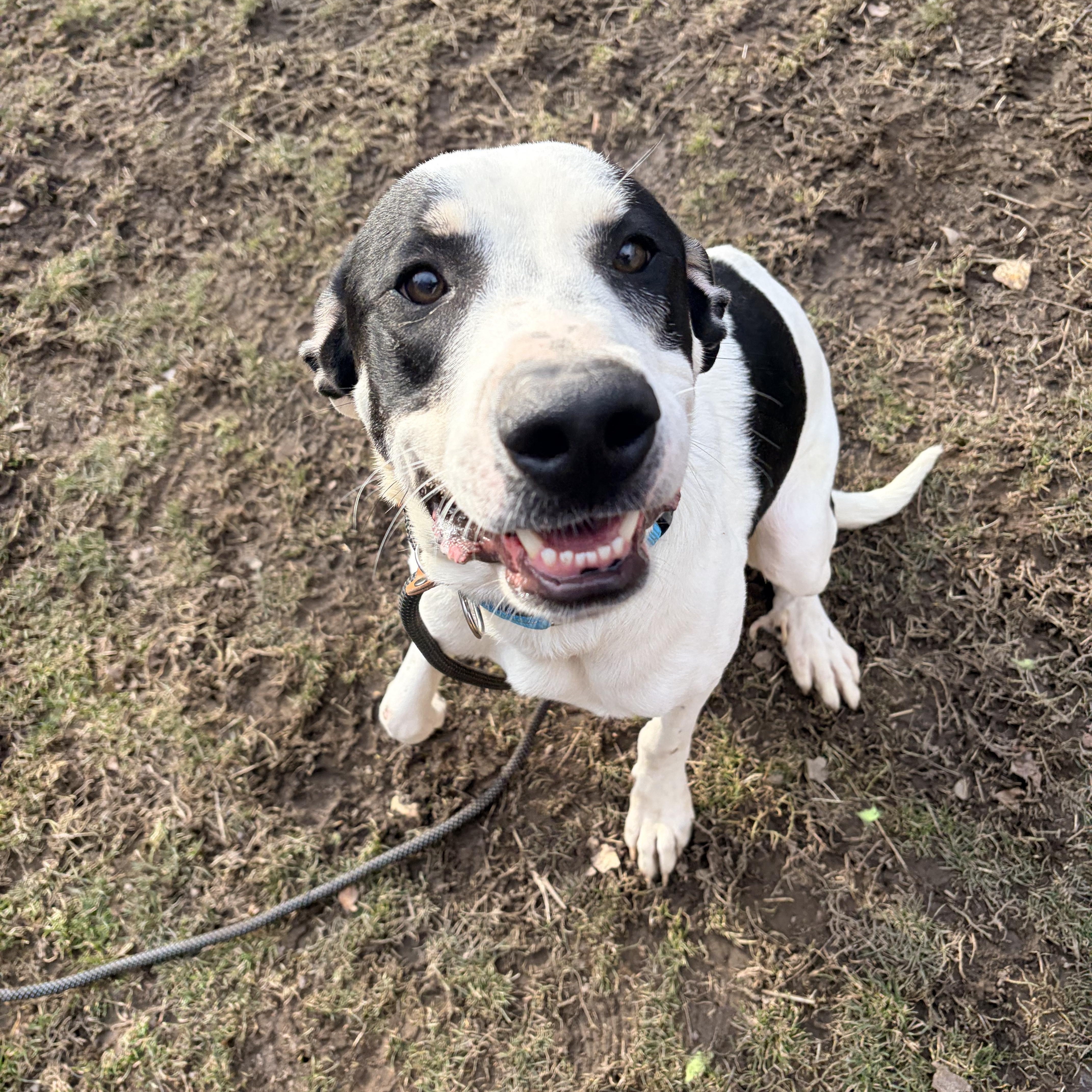 Enlarge Jeremy , an adopted mixed breed in White Oak, PA image 3/6