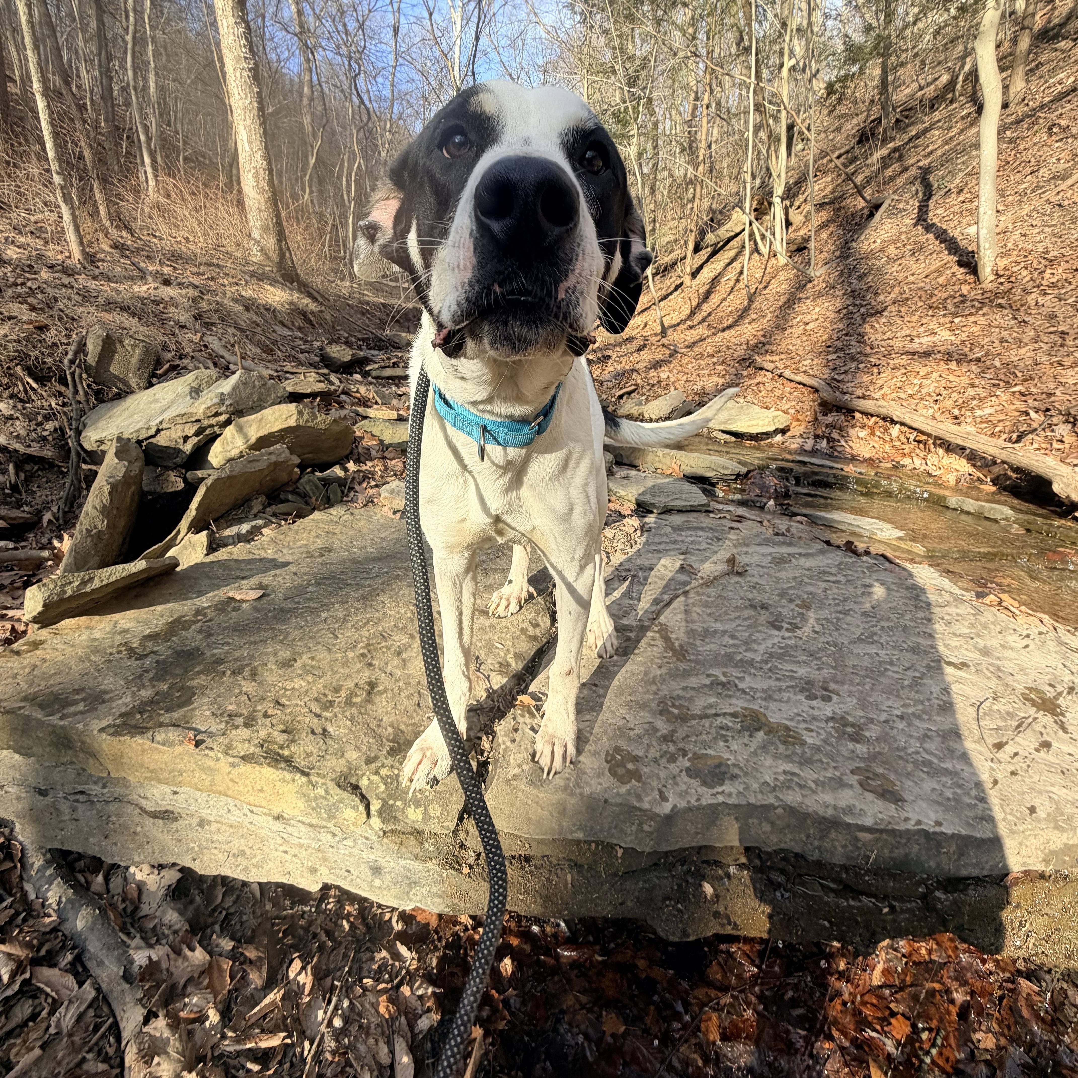 Enlarge Jeremy , an adopted mixed breed in White Oak, PA image 4/6