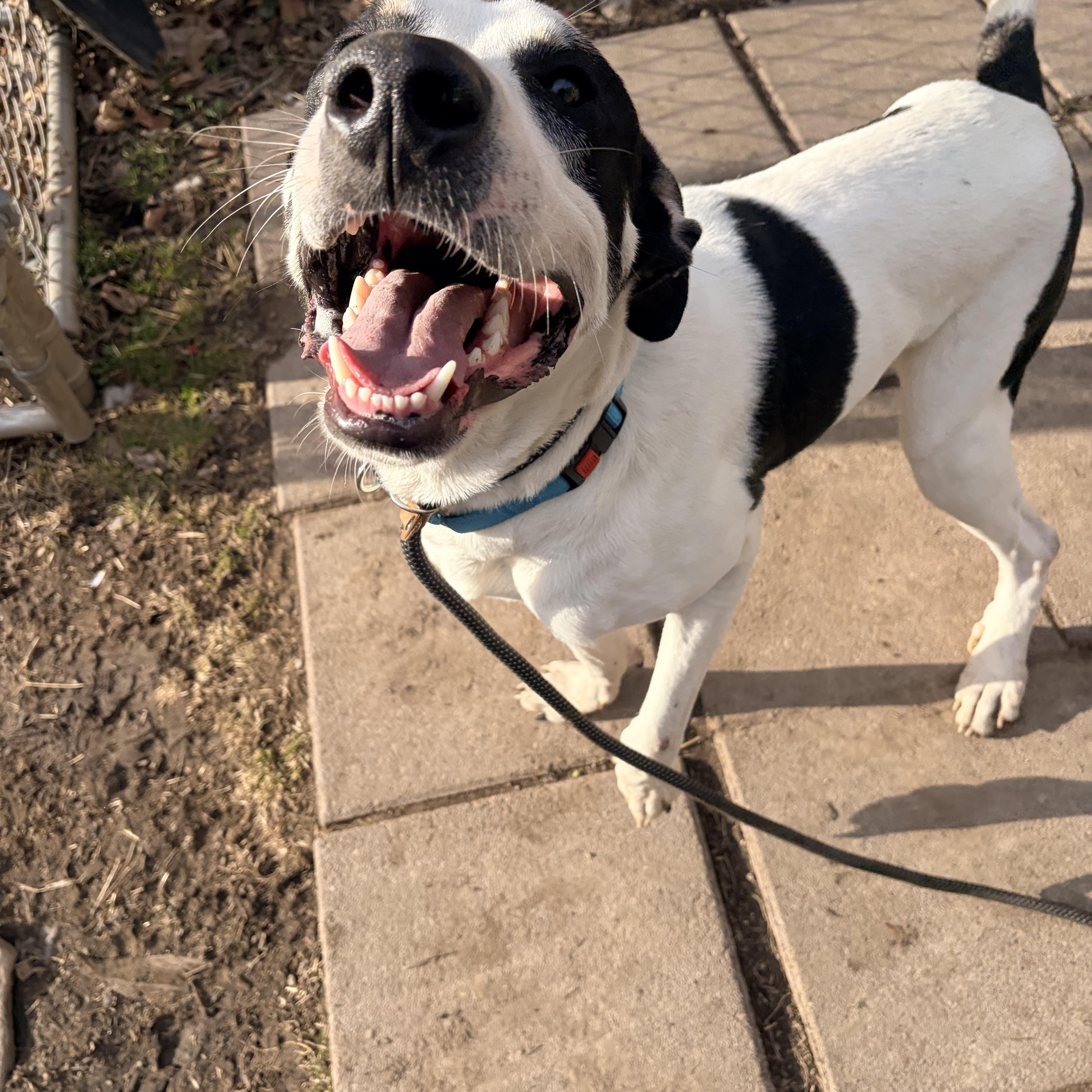 Enlarge Jeremy , an adopted mixed breed in White Oak, PA image 5/6