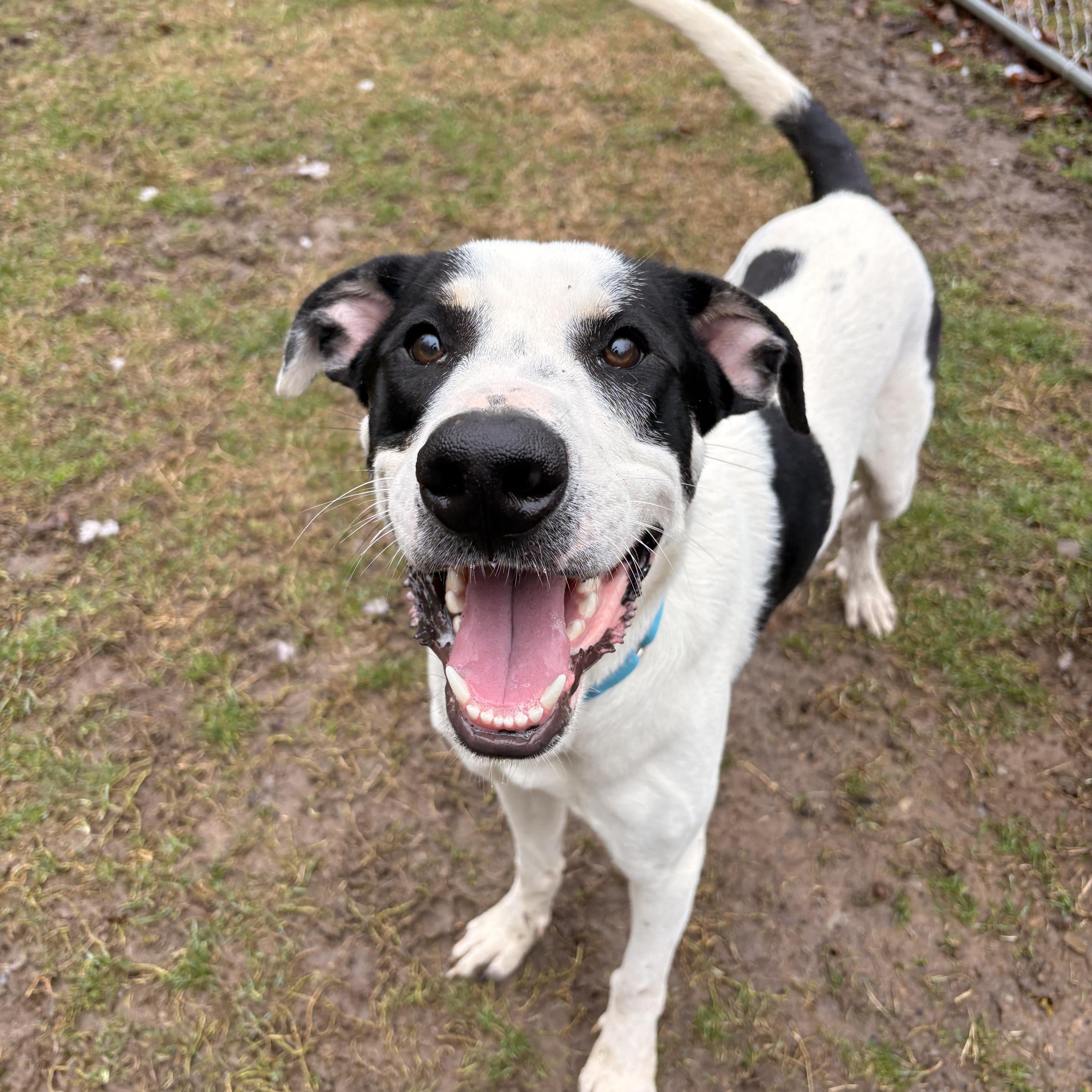 Jeremy , adopted, Young Male Great Dane.