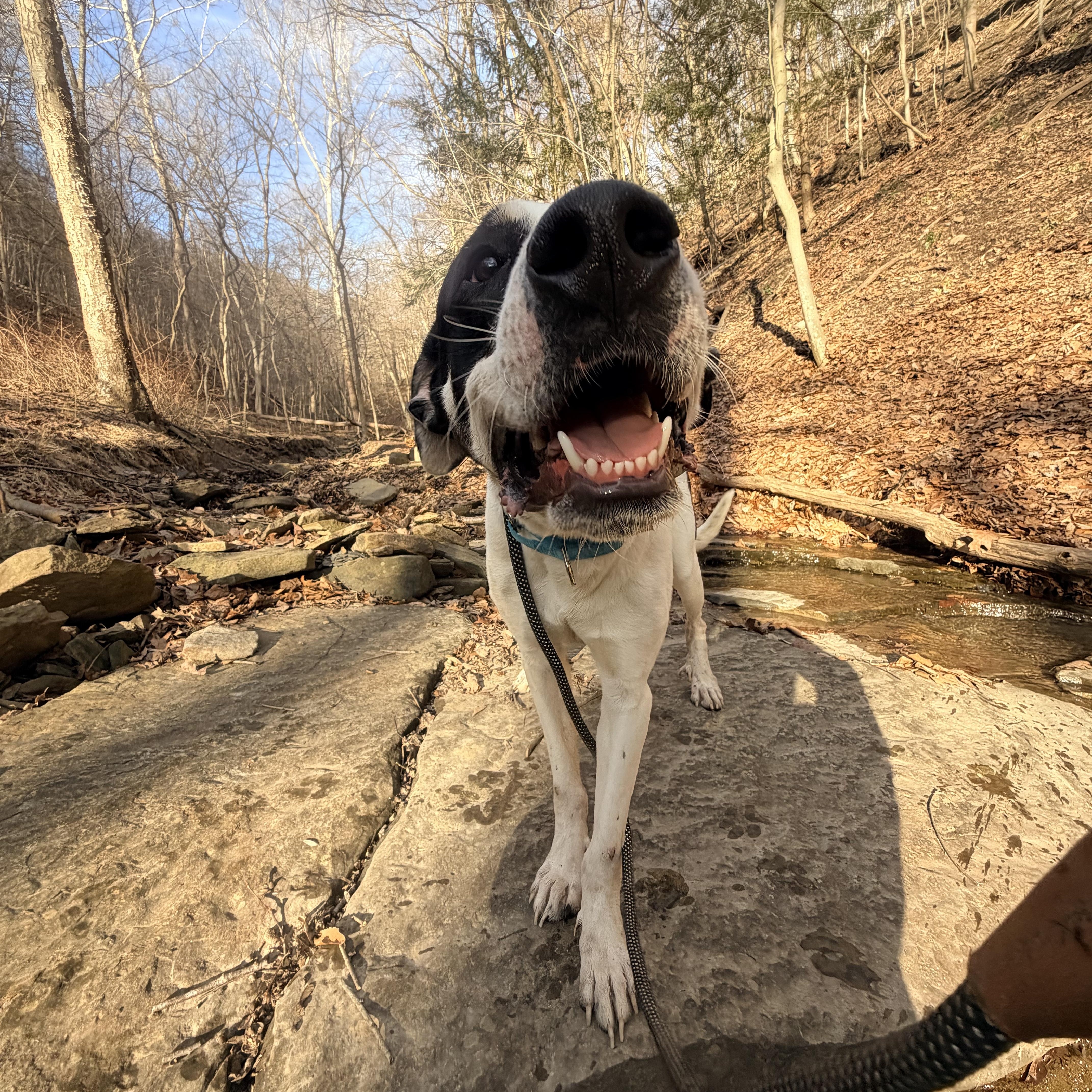 Enlarge Jeremy , an adopted mixed breed in White Oak, PA image 6/6