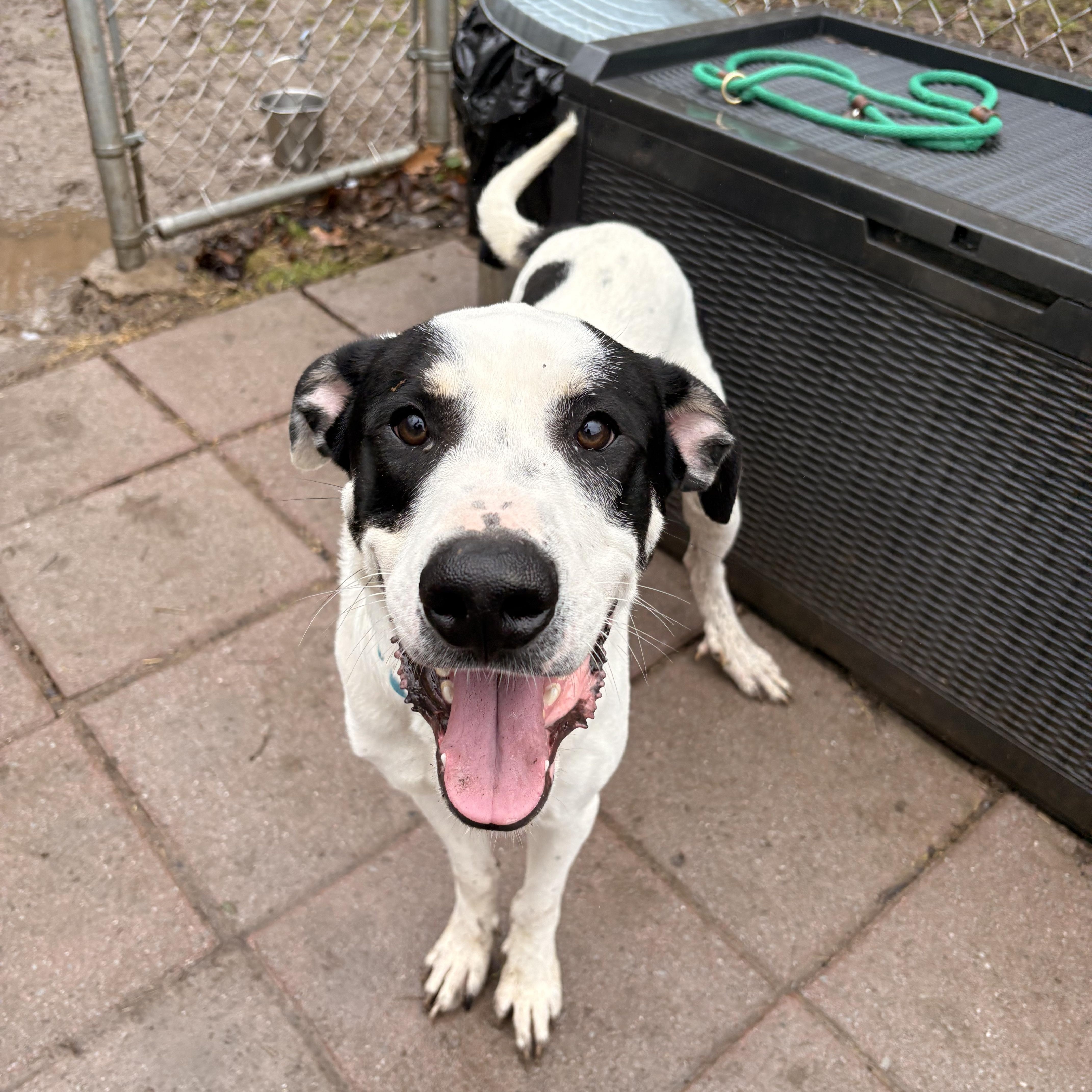 Enlarge Jeremy , an adopted mixed breed in White Oak, PA image 2/6