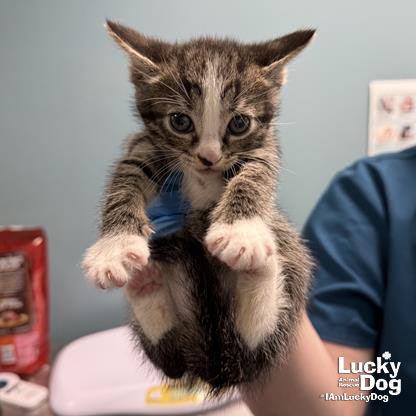 Enlarge Baby Buddy, a Adopted Domestic Short Hair in Washington, DC image 1/1