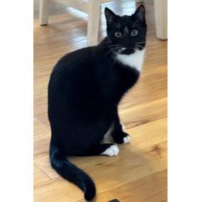 Enlarge Indy Angel - needs a cat buddy, a Adoptable mixed breed in Hudson, MA image 2/2