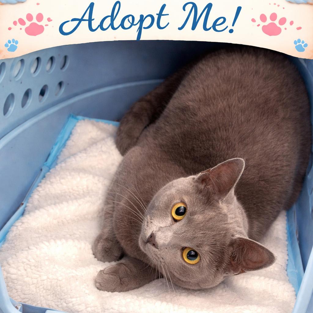 Enlarge Echo, a Adoptable Domestic Short Hair in Pasadena , MD image 1/1