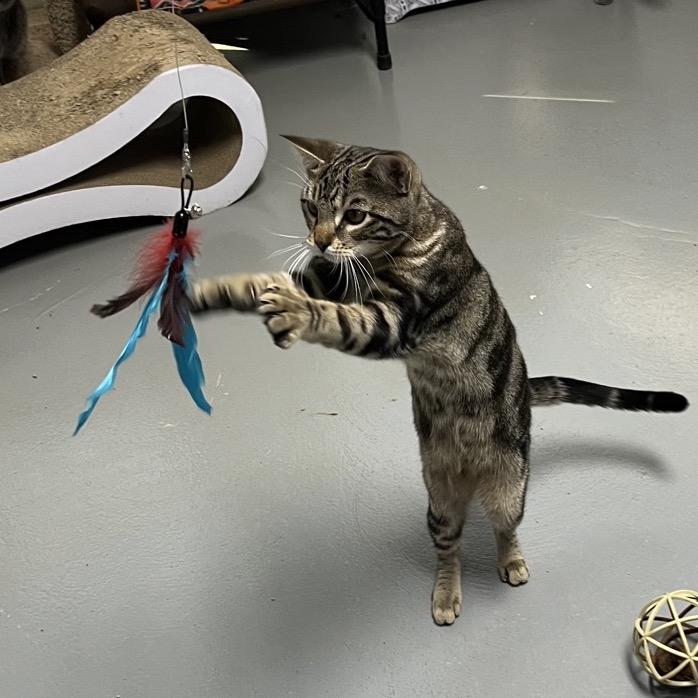Enlarge Jacob, a Adoptable Domestic Short Hair in Sarasota, FL image 1/6