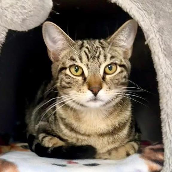 Enlarge Jacob, a Adoptable Domestic Short Hair in Sarasota, FL image 2/6