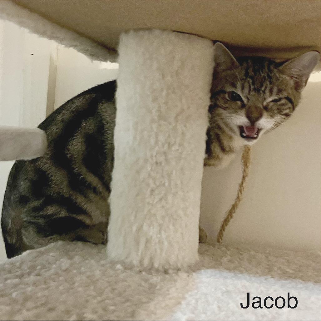Enlarge Jacob, a Adoptable Domestic Short Hair in Sarasota, FL image 3/6