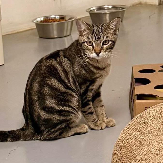 Enlarge Jacob, a Adoptable Domestic Short Hair in Sarasota, FL image 5/6