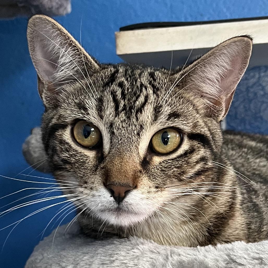 Enlarge Jacob, a Adoptable Domestic Short Hair in Sarasota, FL image 6/6