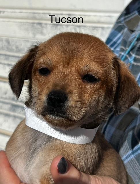 Tucson, Adoptable, Puppy Male Terrier.