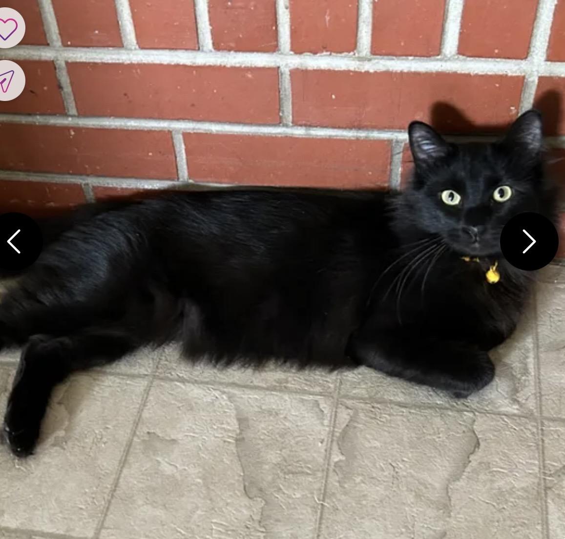 Enlarge Hershey, a Adoptable American Shorthair in Meeker, OK image 1/1