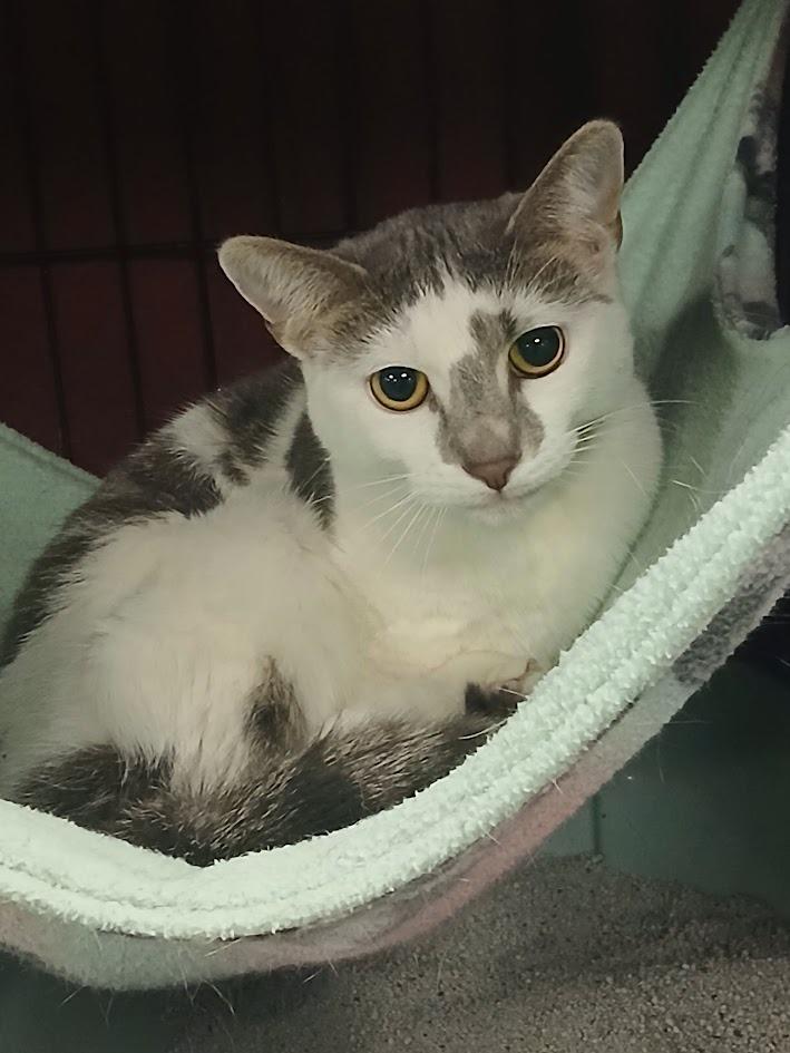 Daisy, Adoptable, Young Female Domestic Short Hair.