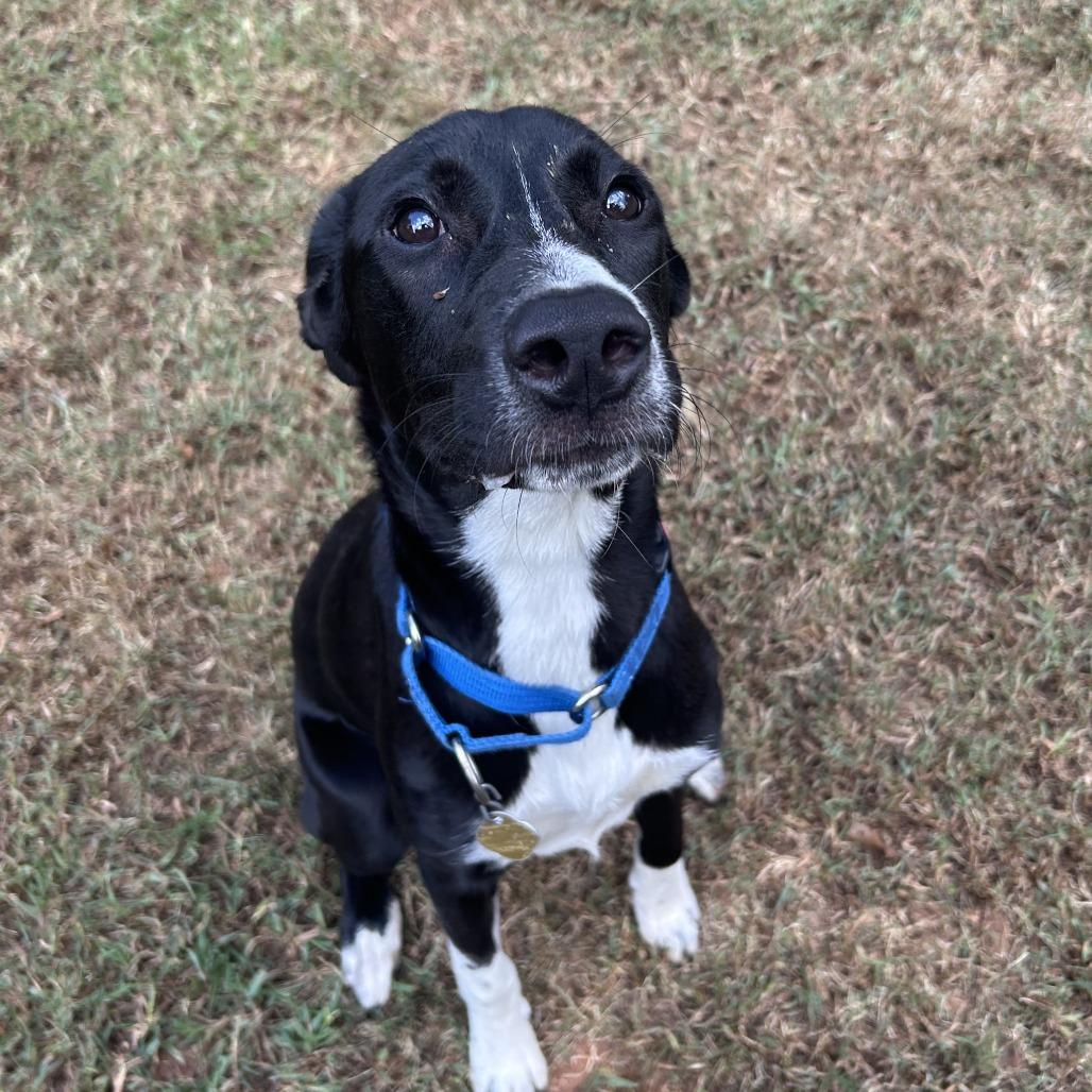 Aoife (EE-fa), Adoptable, Young Female Mixed Breed.