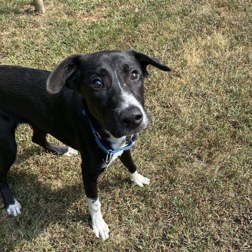 Enlarge Aoife (EE-fa), a Adoptable Mixed Breed in Auburn, AL image 2/6